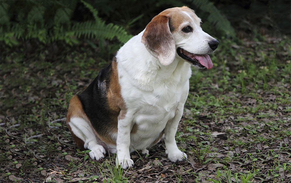 Tengo-un-perro-obeso.jpg