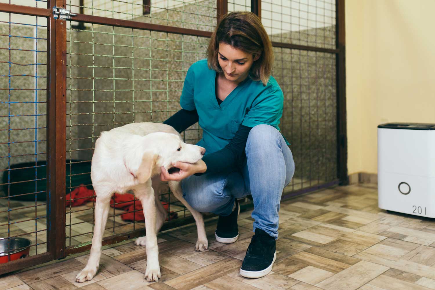 ayudar animales sin hogar