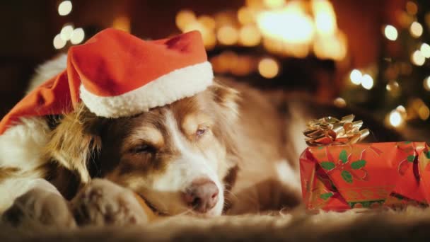 depositphotos 211932770 stock video a sweet dog is sleeping
