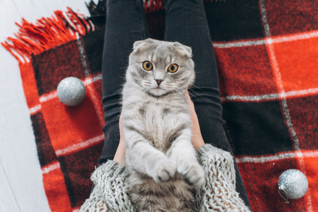 nina decora arbol navidad juega su gato 1429 1234