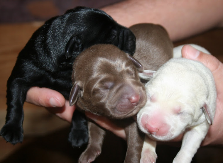 cachorros_alimentacion