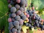 uvas_mascotas_sevilla