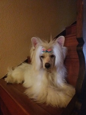 limpieza perro sevilla