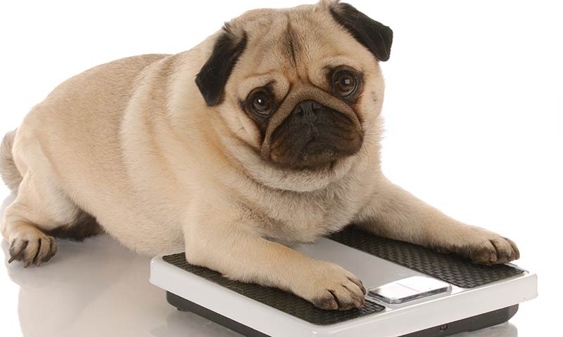 perro-obeso-t.jpg
