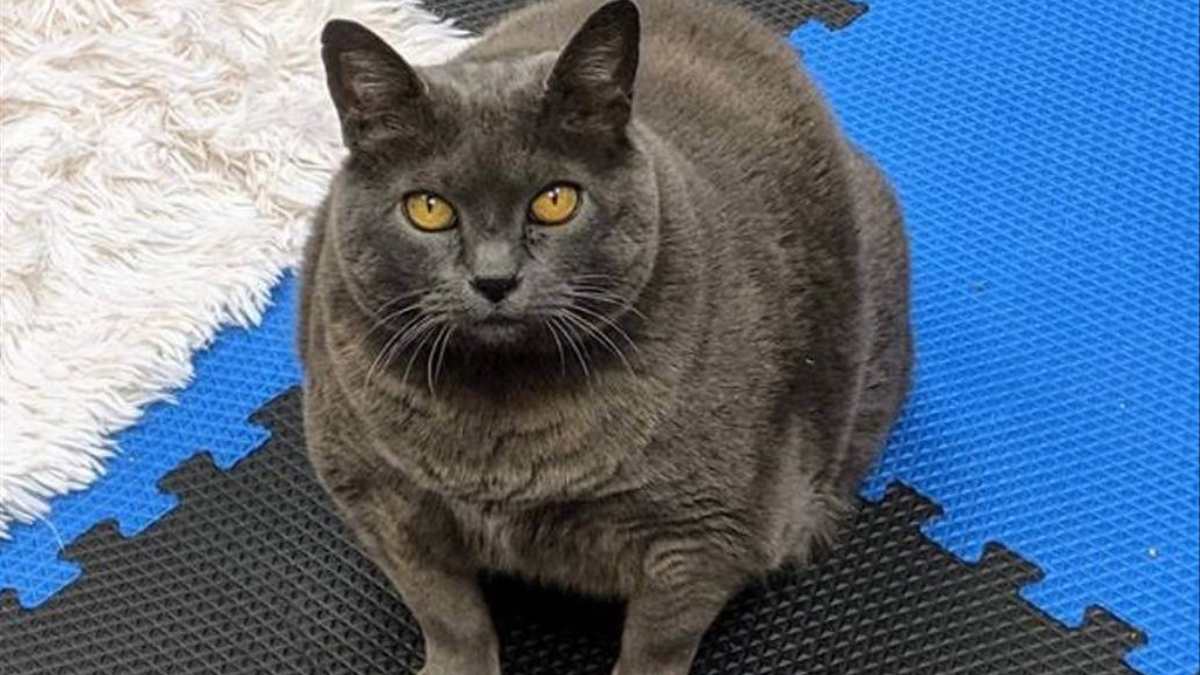 sobrepeso-en-gatos_--como-saber-si-tu-gato-esta-gordo_.jpg