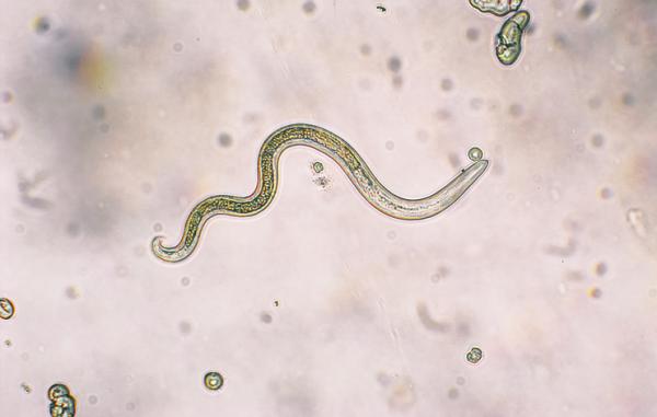 tipos de parasitos intestinales en perros 20903 1 600