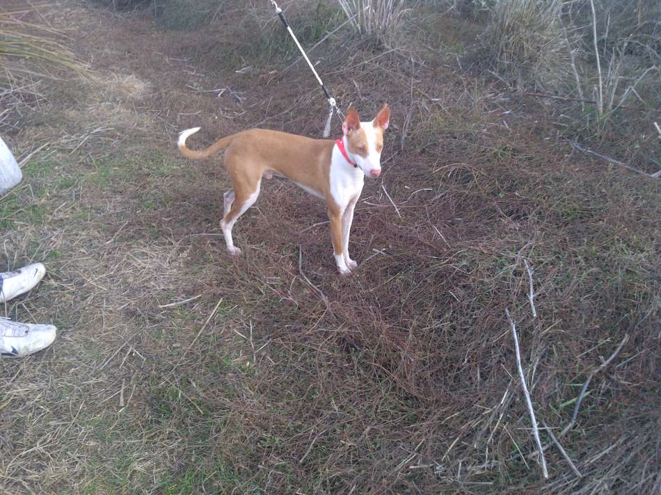 Truco de Manuel Lobo