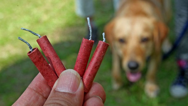 util e interesante como calmar perro asustado cohetes n352094 610x343 536313