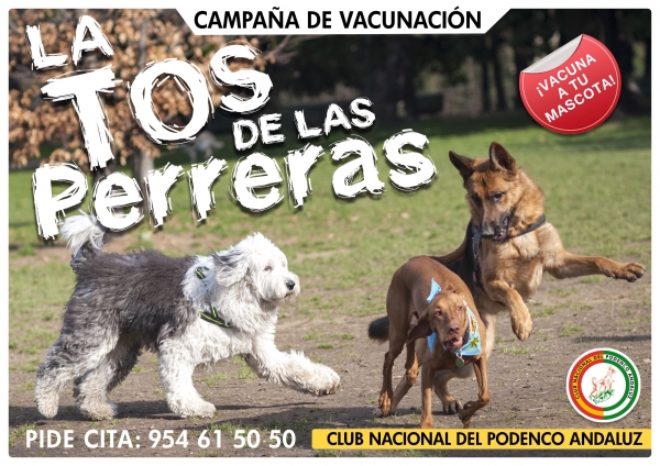 La tos de las perreras: Esa desconocida enfermedad común