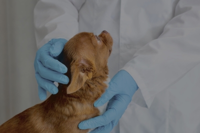 Visitas periódicas al veterinario