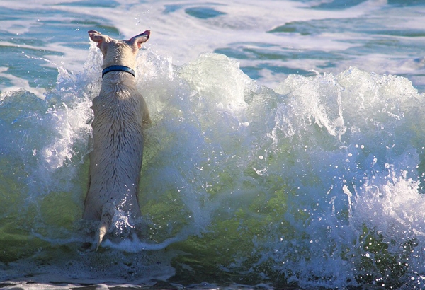 Estas vacaciones nos vamos todos. Playas para perros 2019.