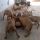 Cachorros